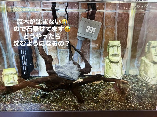 JANGAの今の水槽🐟  前にいた金魚は  友達の家に引っ越しました🏠  新しい仲間の
ブルーアイゴールデンブッシープレコちゃん
みんな仲良くしてね✋  #ブルーアイゴールデンブッシープレコ  #プレコ  #流木  #熱帯魚  #menssalonjanga